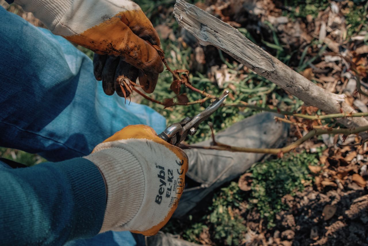 Close-up of a gardener using shears to prune dry rose twigs outdoors.