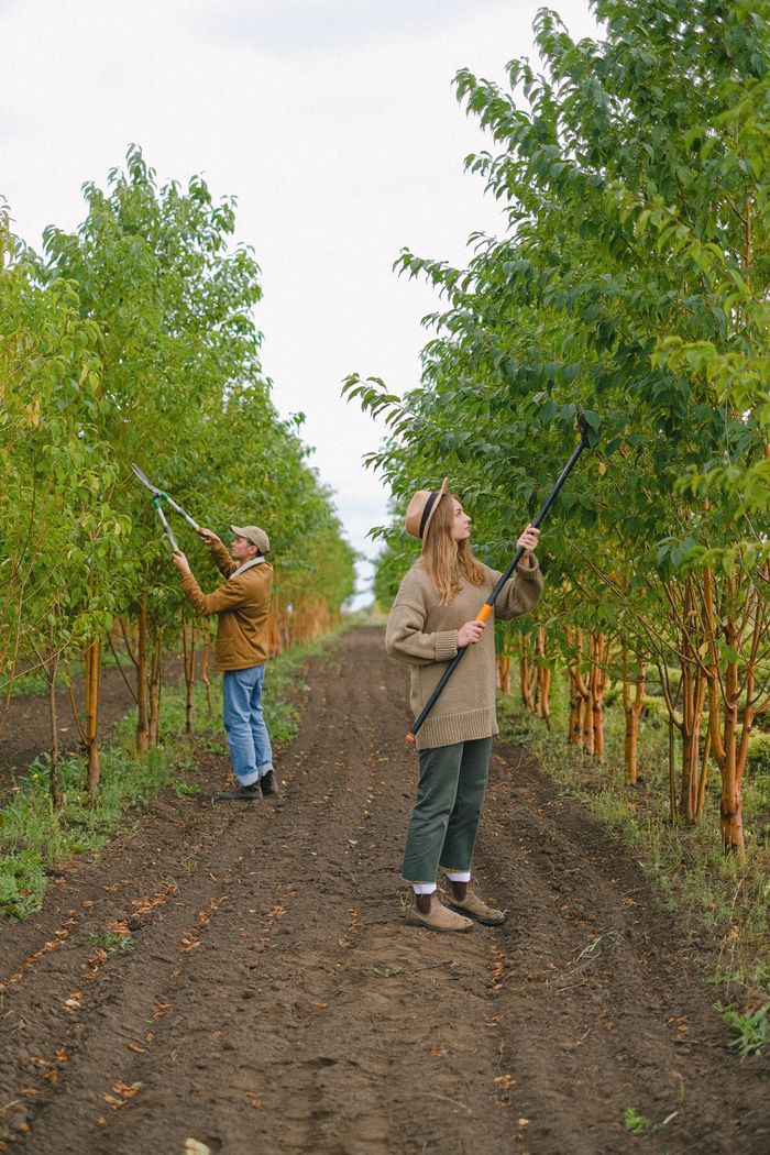 Full body of farmers with pole pruner and secateurs cutting off twigs and branches on trees in garden